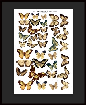 Yellow butterflies  Scrapable  A4 min buy  5